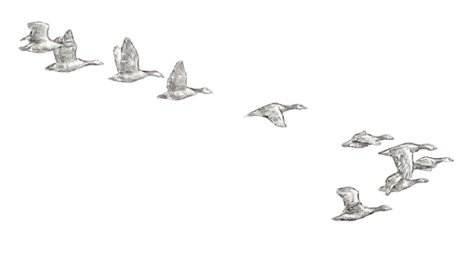GOOSWA birds